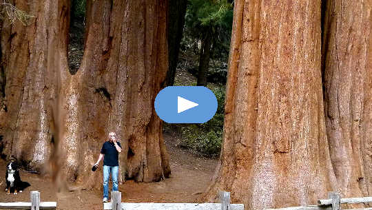 The Art of Constant Wonder man and dog in front of giant sequoia trees in California